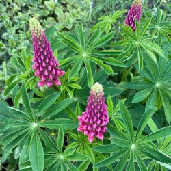 lupinus polyphyllus roze lupine stikstofbinder bodemverbeteraar groenbemester