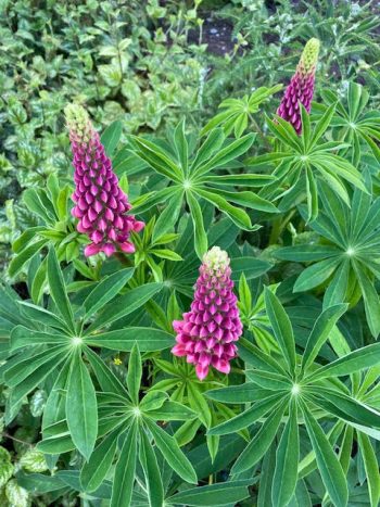 lupinus polyphyllus roze lupine stikstofbinder bodemverbeteraar groenbemester