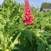 lupinus polyphyllus roze lupine stikstofbinder bodemverbeteraar groenbemester