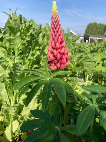 lupinus polyphyllus roze lupine stikstofbinder bodemverbeteraar groenbemester