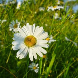 leucanthemum vulgare may queen helder qiit geel hart