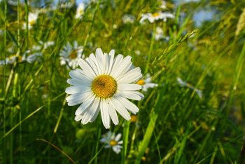 leucanthemum vulgare may queen helder qiit geel hart