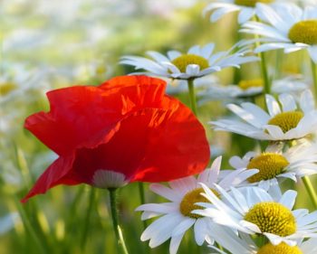 leucanthemum vulgare may queen helder qiit geel hart