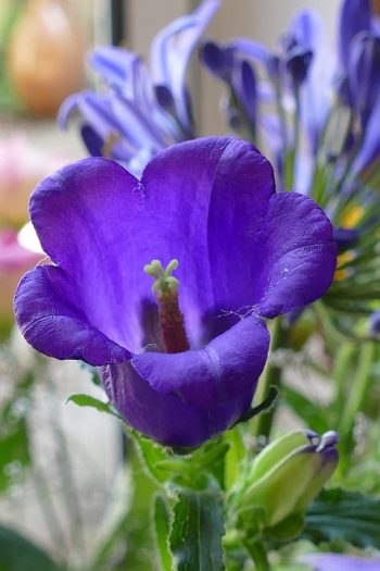 mariette klokje canterbury bells campanula medium paars blauw lila pastel klokje