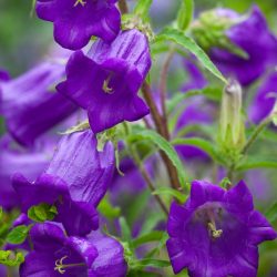 mariette klokje canterbury bells campanula medium paars blauw lila pastel klokje