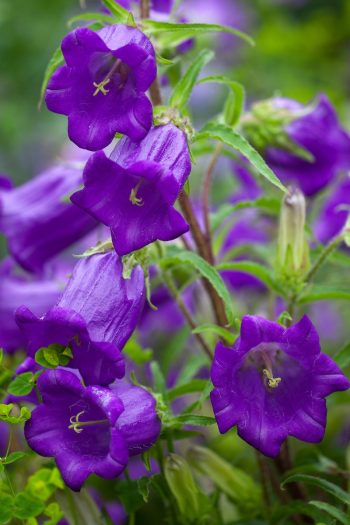 mariette klokje canterbury bells campanula medium paars blauw lila pastel klokje