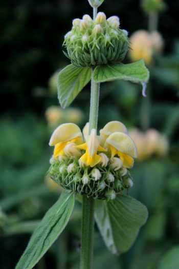 Phlomis russeliana brandkruid geel droogboeket bijen