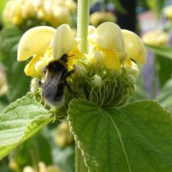 Phlomis russeliana brandkruid geel droogboeket bijen