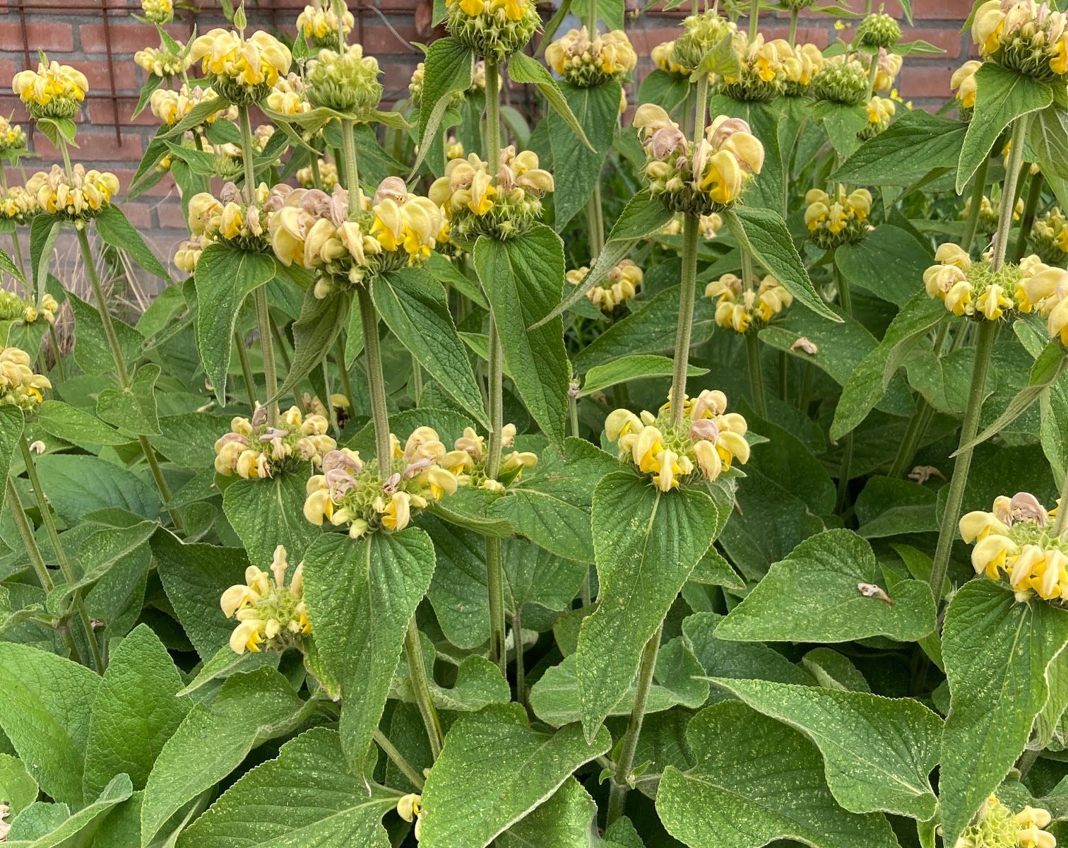 Phlomis russeliana brandkruid geel droogboeket bijen