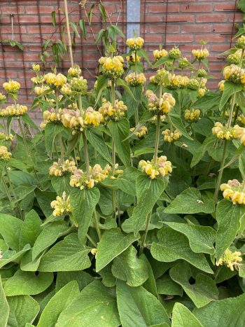 Phlomis russeliana brandkruid geel droogboeket bijen