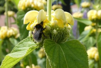 Phlomis russeliana brandkruid geel droogboeket bijen