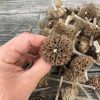Phlomis russeliana brandkruid geel droogboeket bijen zaaddoos