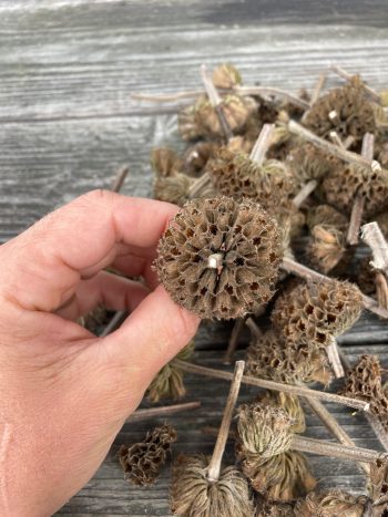 Phlomis russeliana brandkruid geel droogboeket bijen zaaddoos