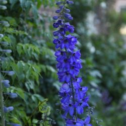 ridderspoor delphinium donkerblauw donkerpaars zwart hart