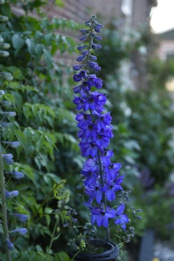 ridderspoor delphinium donkerblauw donkerpaars zwart hart