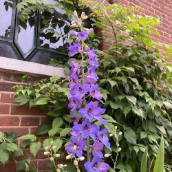 delphinium boer met lust lavendel lila