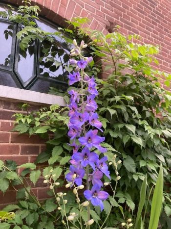 delphinium boer met lust lavendel lila