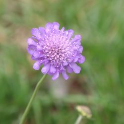 duifkruid scabiosa lila blue cockade snijbloem bijen hommels vlinder biobloem