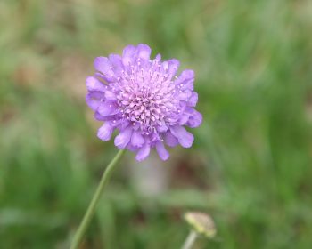 duifkruid scabiosa lila blue cockade snijbloem bijen hommels vlinder biobloem