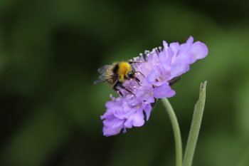 duifkruid scabiosa lila blue cockade snijbloem bijen hommels vlinder biobloem