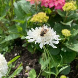 duifkruid scabiosa wit snowmaiden snijbloem bijen hommels vlinder biobloem