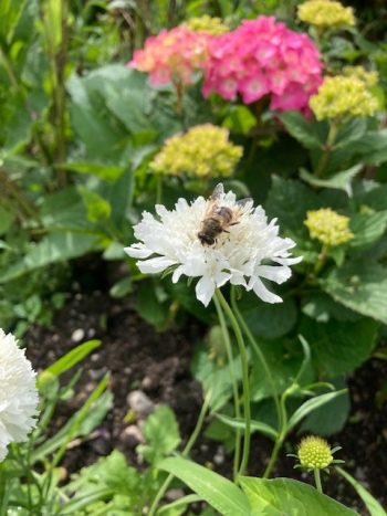 duifkruid scabiosa wit snowmaiden snijbloem bijen hommels vlinder biobloem