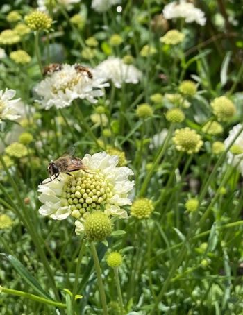 duifkruid scabiosa wit snowmaiden snijbloem bijen hommels vlinder biobloem