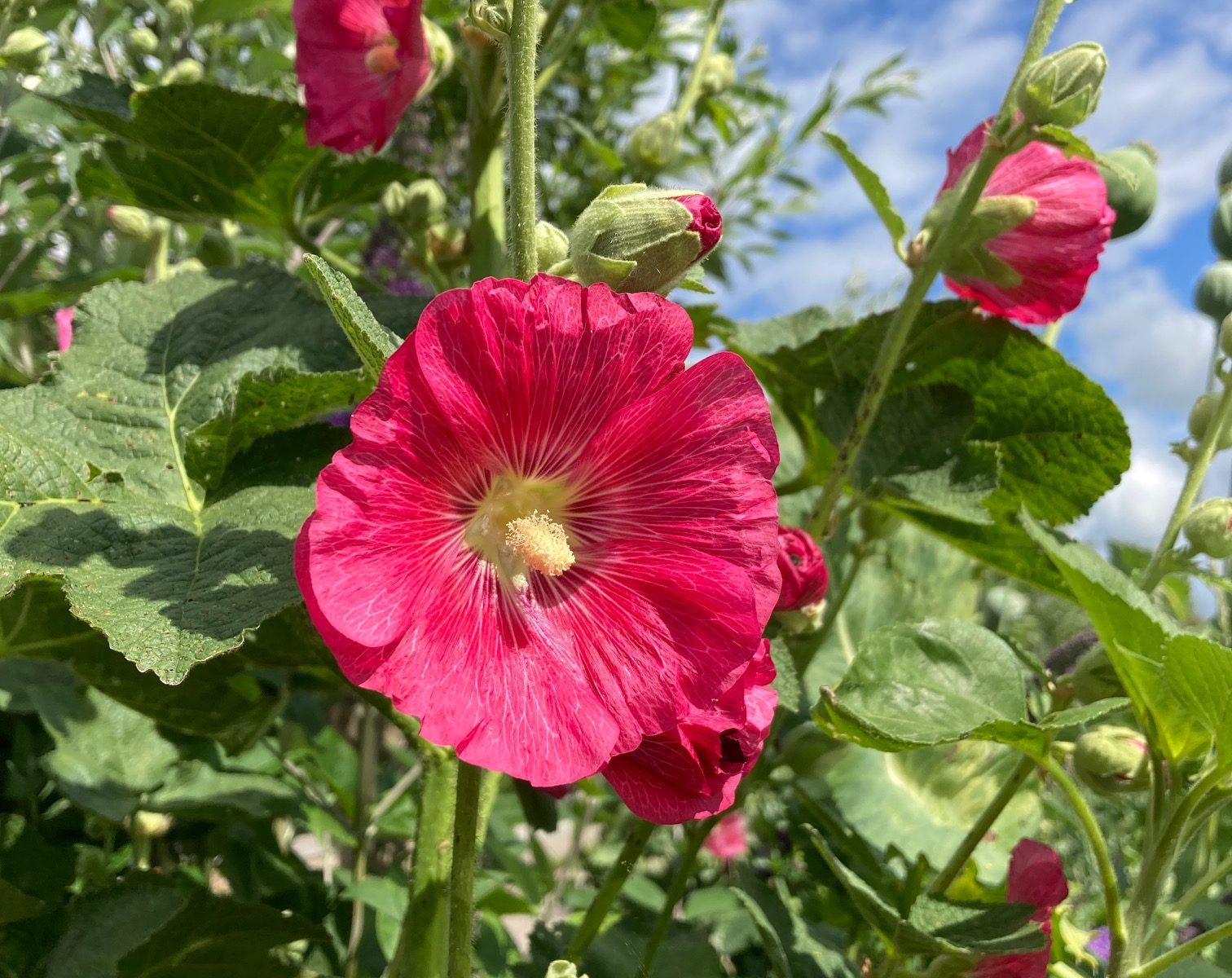 alcea rosea stokroos roze rose