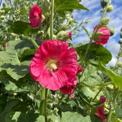 alcea rosea stokroos roze rose