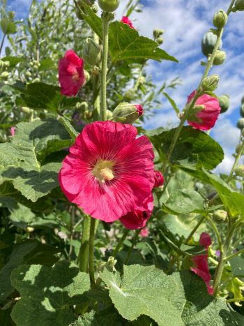 alcea rosea stokroos roze rose