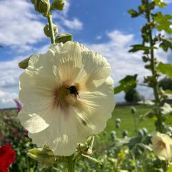 stokroos lichtgeel alcea rosea