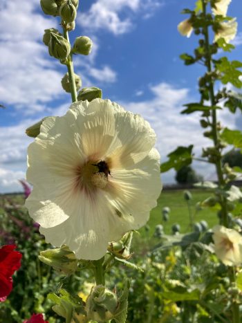 stokroos lichtgeel alcea rosea