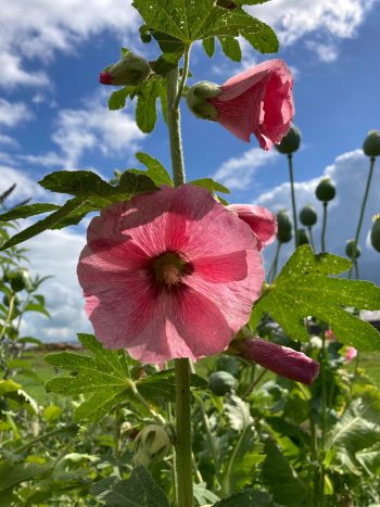 lcea rosea stokroos roze rose transparant