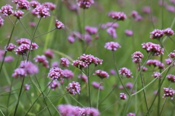 argentijnse verbena ijzerhard paars schermbloem droogteresistent