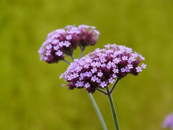 argentijnse verbena ijzerhard paars schermbloem droogteresistent