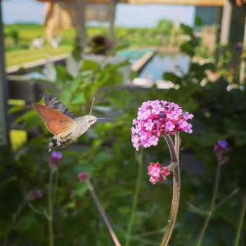 argentijnse verbena ijzerhard paars schermbloem droogteresistent