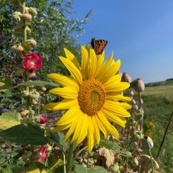 Helianthus annuus reuzenzonnebloem eetbaar zonnepitten zonnezaden