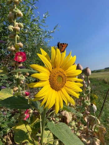 Helianthus annuus reuzenzonnebloem eetbaar zonnepitten zonnezaden