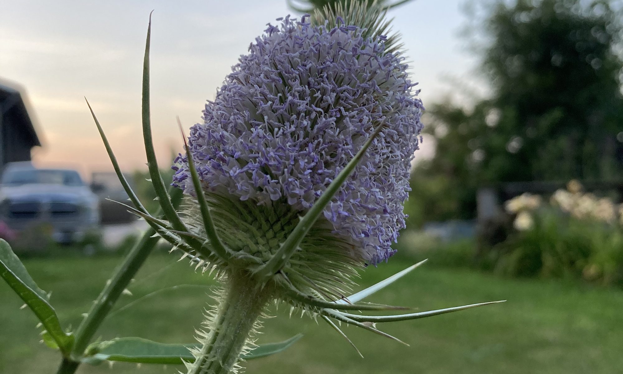 dipsacus fullonum grote kaardebol bijen bee hommel bvlinder lila droogbloem tweejarig