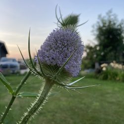 dipsacus fullonum grote kaardebol bijen bee hommel bvlinder lila droogbloem tweejarig