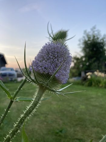 dipsacus fullonum grote kaardebol bijen bee hommel bvlinder lila droogbloem tweejarig