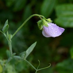 lathyrus odoratus