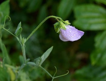 lathyrus odoratus