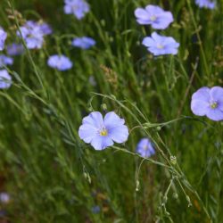 vlas flax linum usitatissimum droogbloem droogteresistent