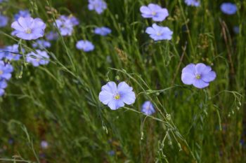 vlas flax linum usitatissimum droogbloem droogteresistent