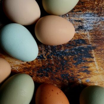eieren broedeieren easter eggs roze leggers kleurleggers marans groenleggers blauwleggers creamlegbar ameraucana