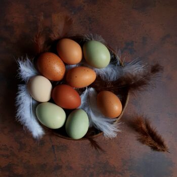 eieren broedeieren easter eggs roze leggers kleurleggers marans groenleggers blauwleggers creamlegbar ameraucana