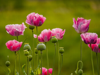 klaproos papaver somniferum giganteum bowling ball