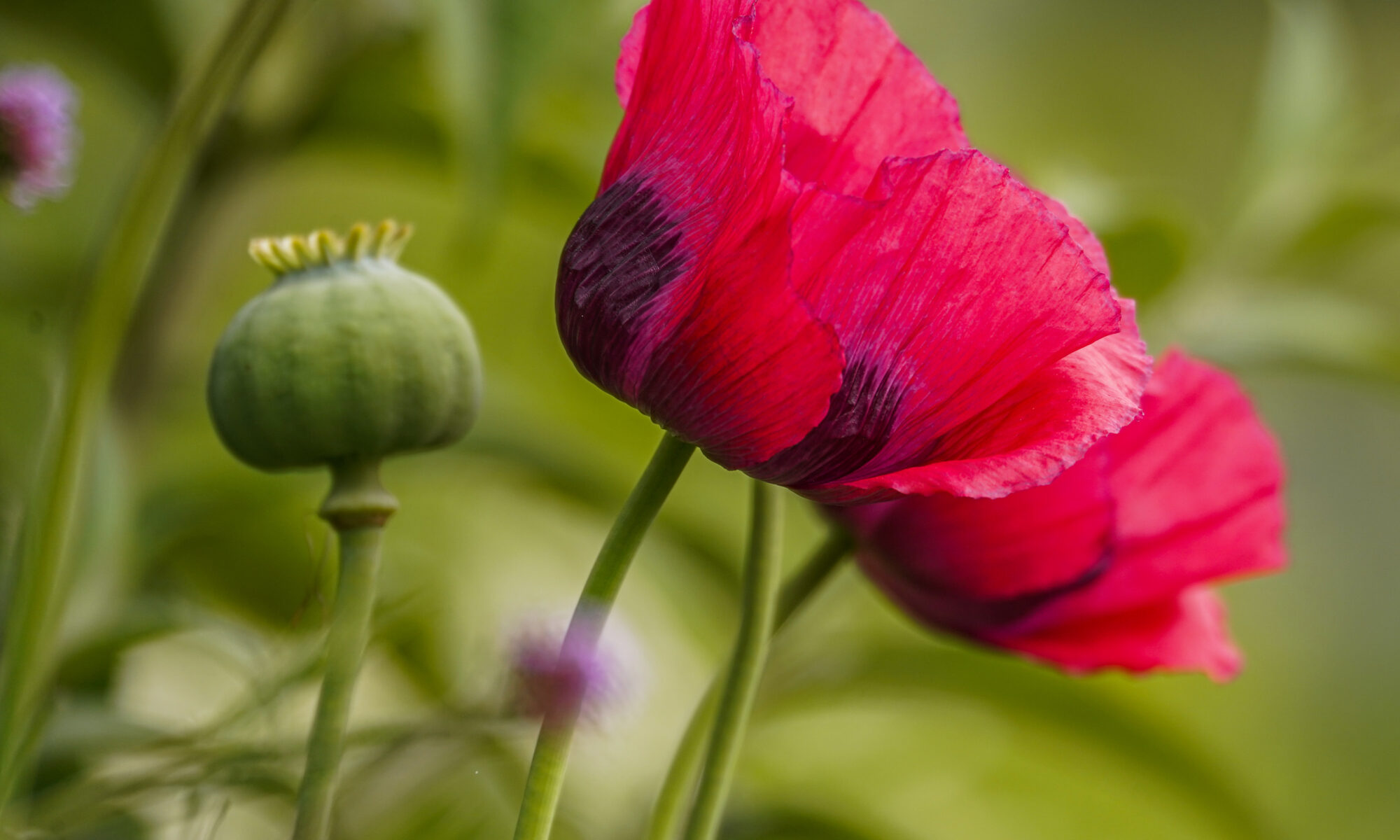 papaver somniferum giganteum bowling ball klaproos
