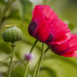 papaver somniferum giganteum bowling ball klaproos